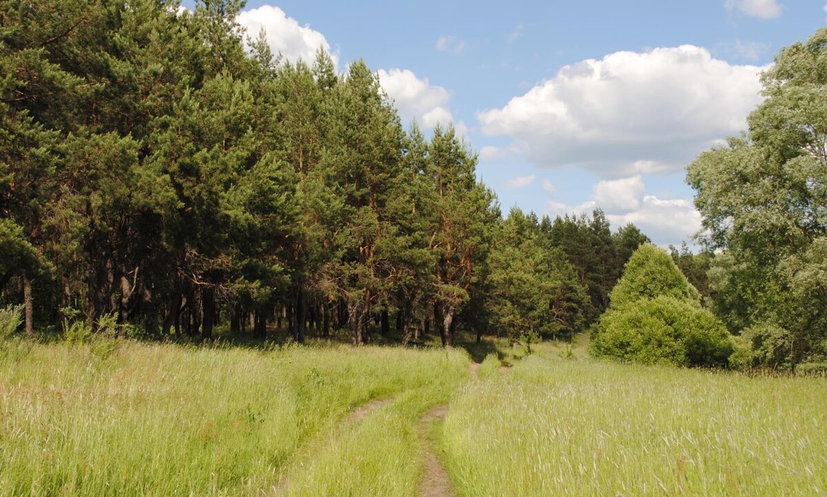 Лес. село Чащино