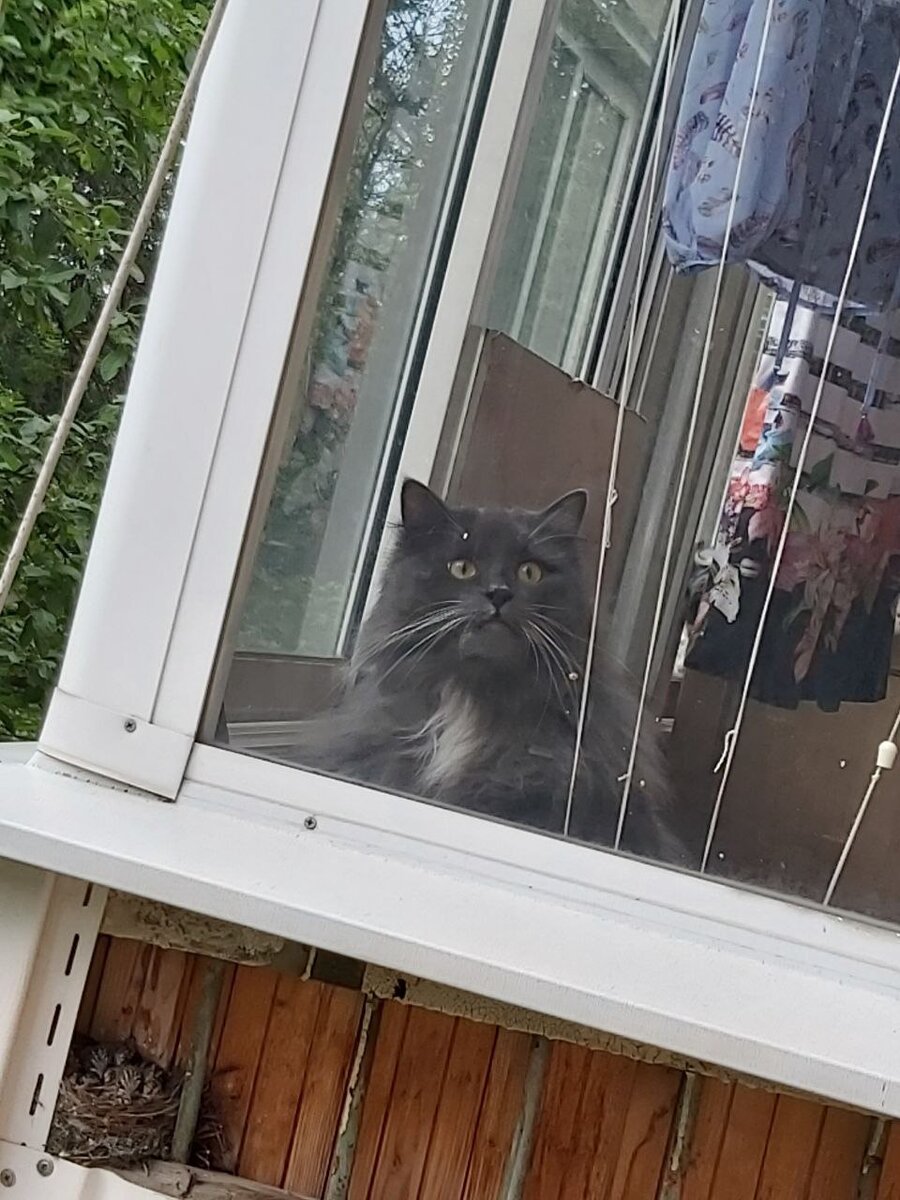 Маркиз и гнездо