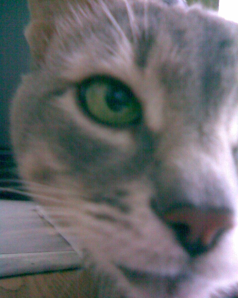 Как я писал в предыдущем рассказе, у нашего пса Бима был друг Мурик, которого мы взяли котёнком в 1993 году. Он прожил у нас 15 лет. Всякое происходило за это время. Бывало, что и летал с балкона пятого этажа, но потом восстанавливался, хромал первое время. Помню как-то повадился он летом лазить к соседям. У нас общие перила с ними и он даже не боялся высоты, по этой узкой жёрдочке Мурик проходил на высоте пятого этажа к соседям и обратно. Соседи сказали, что визит у нашего кота им абсолютно не мешает. Там он даже подружился с кошкой соседской Варей, но она в то время была ещё котёнком чёрного цвета. Но, после того когда Мурик у соседей стал воровать рыбу солёную и приносить к нам, пришлось нам эту лавочку прикрыть: балкон приходилось закрывать даже летом. Кот был очень дружелюбный, он мог кинуться на грудь к любому человеку, которого даже не знает. достаточно, чтобы он просто переступил порог нашего дома. И тут начинались всякие обнимашки и он что-то пытался рассказать каждому, кто приходил к нам. Как-то к нам пришли сотрудники полиции, в то время, в 1996 году это была ещё милиция, Мурик со всего разгона запрыгнул на грудь одного из сотрудников милиции. Сотрудник милиции растерялся от неожиданности, он не знал, что делать в такой ситуации. Если бы не кот, то можно было бы квалифицировать как нападение. Но мы потом объяснили ситуацию, что серый просто хочет пообщаться и на этом его действие были квалифицированы как дружелюбное отношение к окружающим. Поэтому Мурик избежал наказания. А ещё у Мурика была привычка: он мог по любому человеку, как по дереву вскарабкаться и обнять за шею. Всё это происходило, конечно, без проявления каких какой-то агрессии и, поэтому, все его прощали. Мурика мы взяли котёнком у моей матери на работе. Он там родился и жил в бухгалтерии таксомоторного парка. Там котят кормили варёными яйцами и привычка питаться такой едой осталось у  Мурика до конца дней. Он постоянно требовал, чтобы ему давали варёные яйца. Очень он их любил. Когда мы переехали с севера на восток Москвы, там с нами в одной квартире оказалась ещё кошка Муська. Это длинношёрстная крысоловка. Все так решили, что у них будут какие-то кошачьи отношения. Но кошка Муська отказалась подпускать Мурика близко к себе. Так у них ничего и не получилось. Сколько у нас было котов и кошек, у каждого из них свой собственный и неповторимый характер. Мурик оказался очень дружелюбным и находил общий язык абсолютно со всеми. Прожил с нами 15 лет. Уникальный был кот. Мы его помним до сих пор.