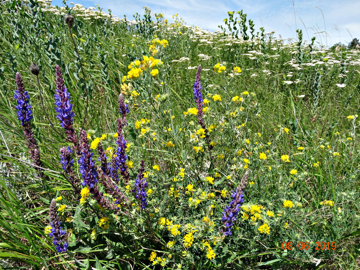 Типичная луговая растительность Ростовской области