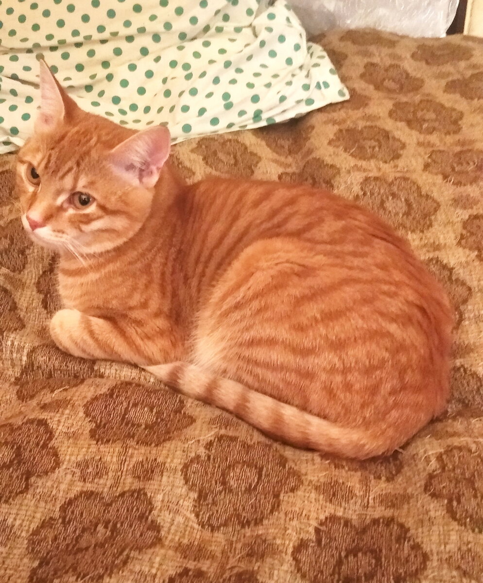 Личное  фото.