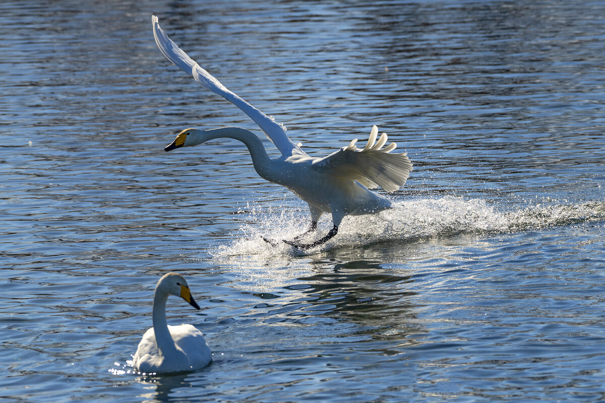 Изящество приземления!