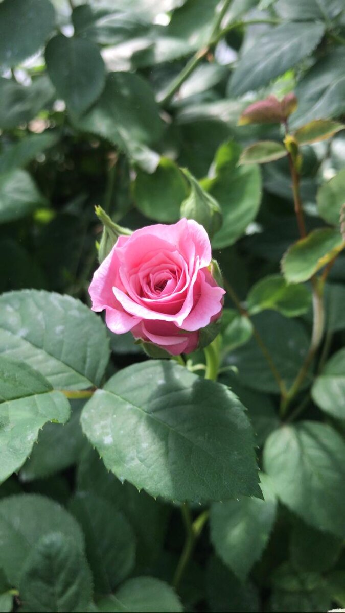 Началось! Цветение в теплице! Корнесобственные розочки в теплице начинают свое цветение, это Уильям Кристи - собственной персоной! Голубые пятнышки на листьях, это засохшие капельки после подкормки  плантафидом формулой 20:20:20 и обработки от болезней и вредителей.