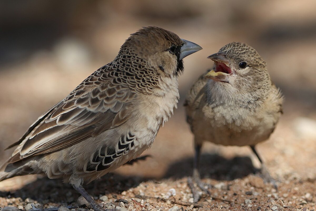 - Вася, какая ипотека? Иди на стройку давай!