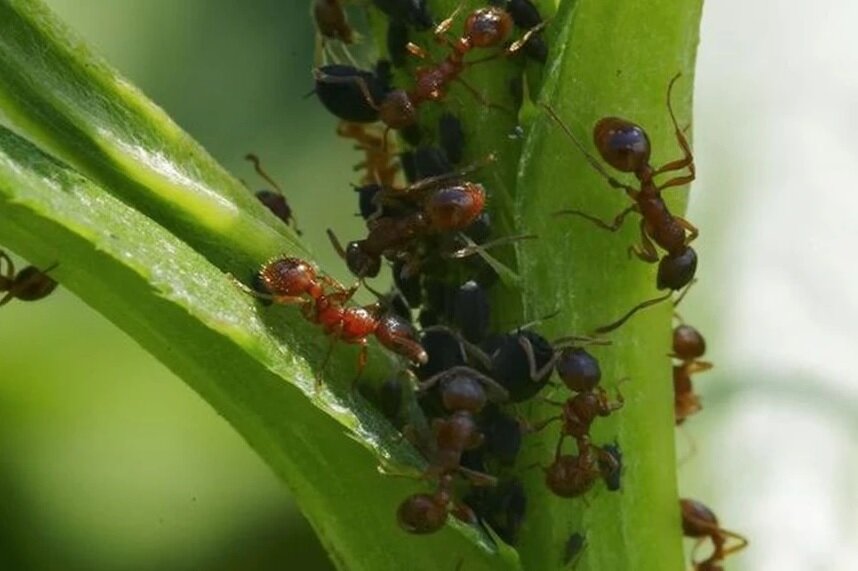 Какой вред саду наносят муравьи
