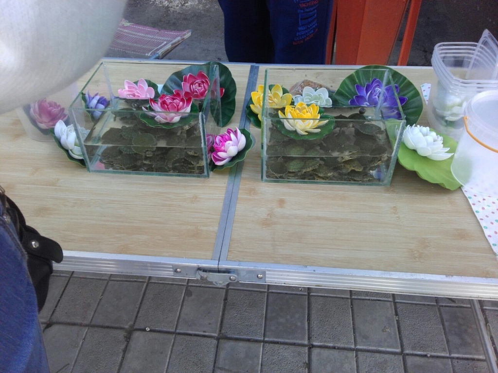 продажа черепашек в Сочи
