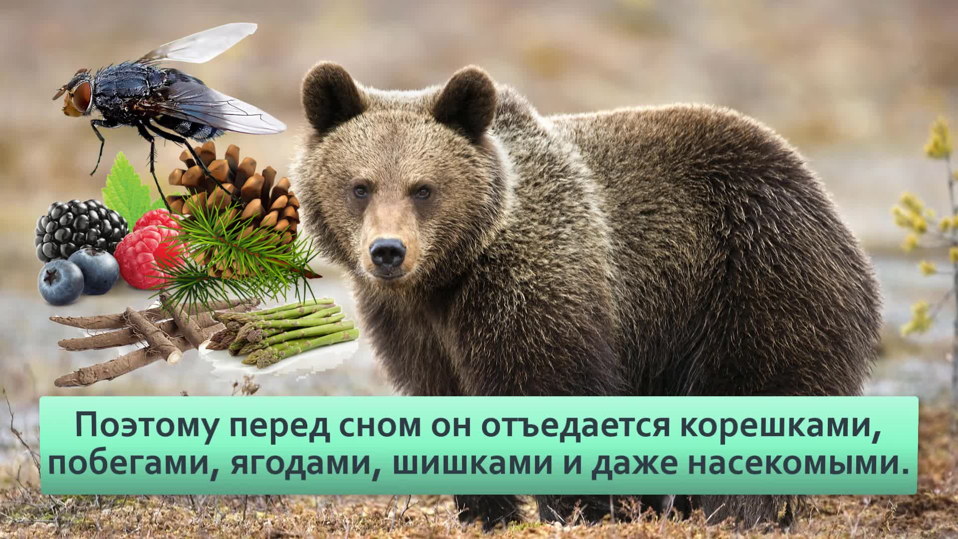 Мифы и правда о зимней спячке: Оказывается, медведи вообще не впадают в  «спячку», да и лапу не сосут | Видео 🎥