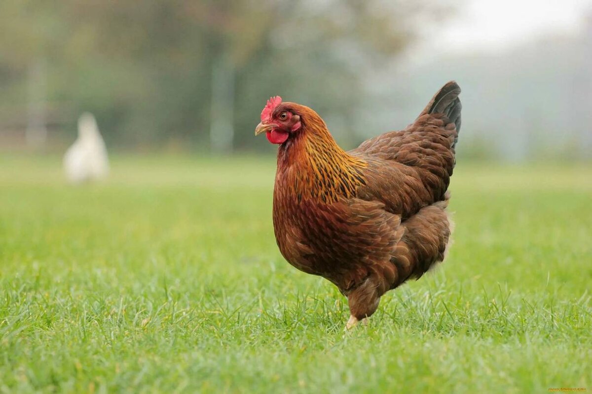 Чтобы снести одно яйцо, ей потребуется 24-26 часов. Через 30 минут она начинает снова