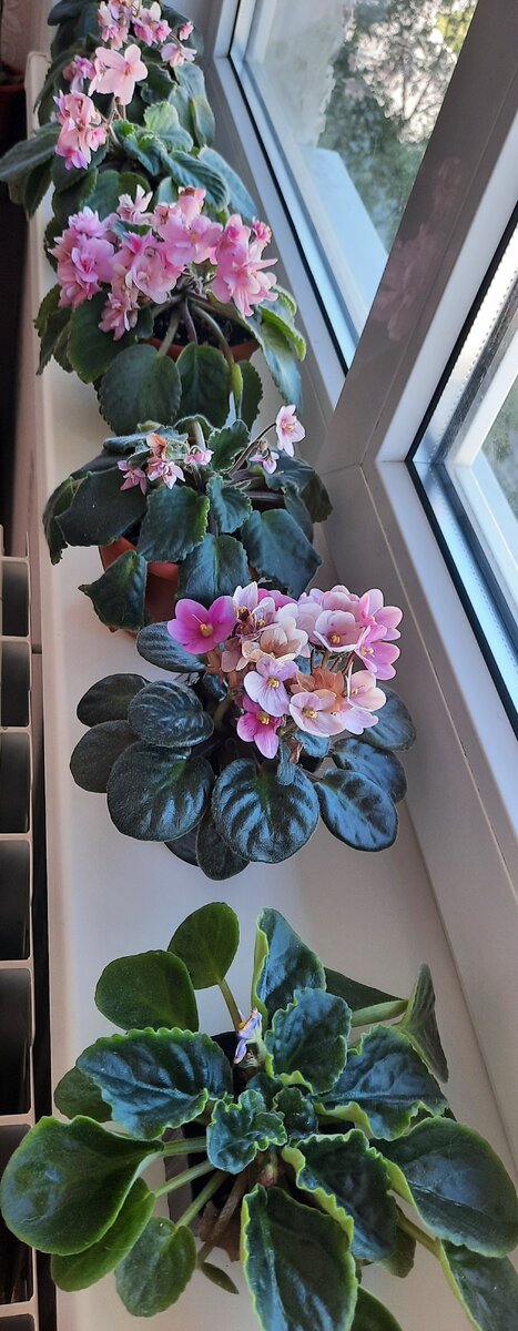 Бедолаги. Замерзли.