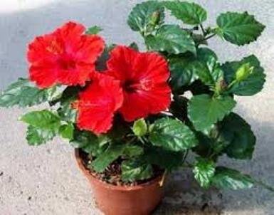 Гибискус или китайская роза