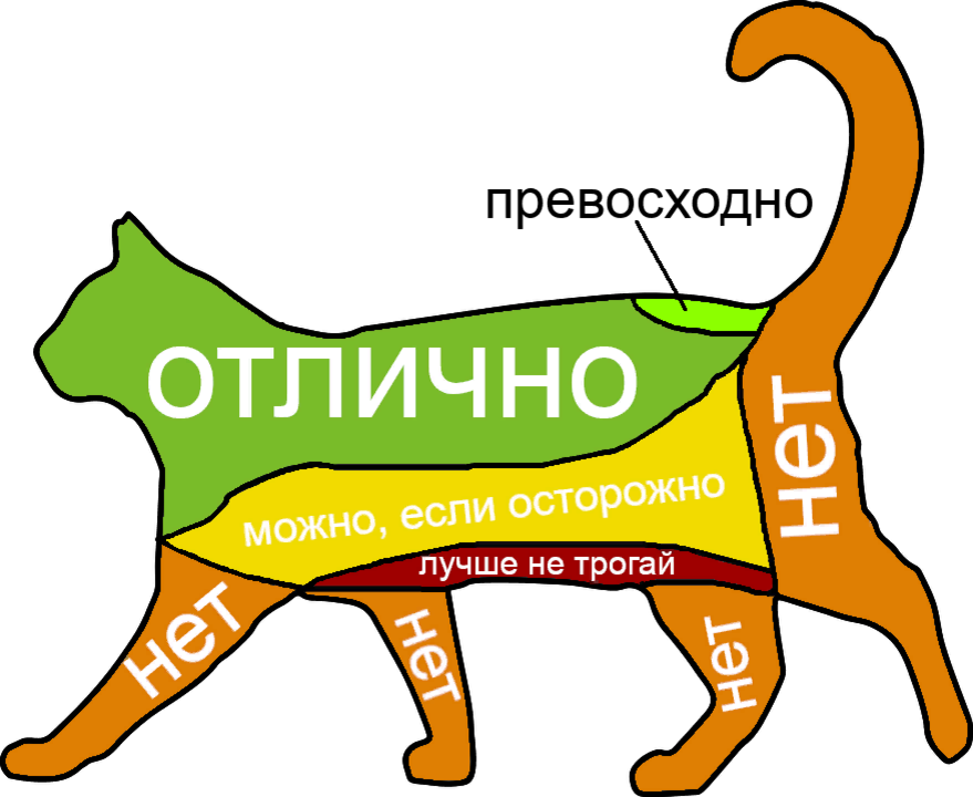 Почему котикам не нравится. Где можно гладить кошку. Где можно гладить Кошта. Где+можнотгладить+кота. Места где гладить кота.