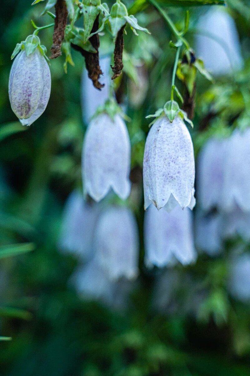 Мои точечные колокольчики