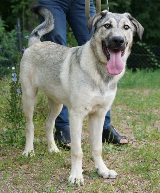 Это Космос - ему 8 мес, Будет довольно крупным,  с хорошими охранными качествами, но его нужно воспитывать, а приют это обеспечить не может. Если Космос попадет в хорошие, опытные руки, из него получится прекрасный пес.