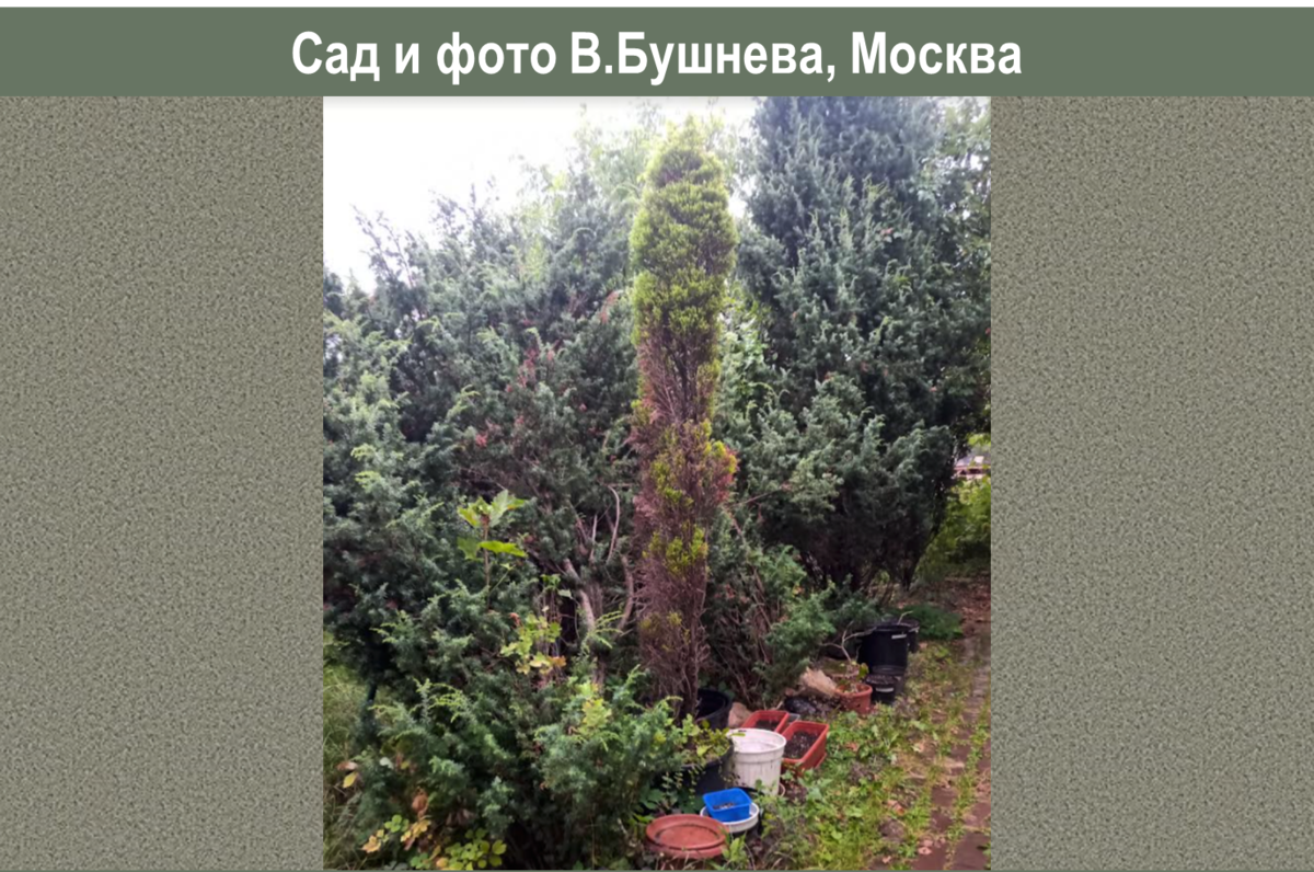 О зимостойкости хвойных: кипарисовики моего сада и не только | Сад под  Петербургом | Дзен