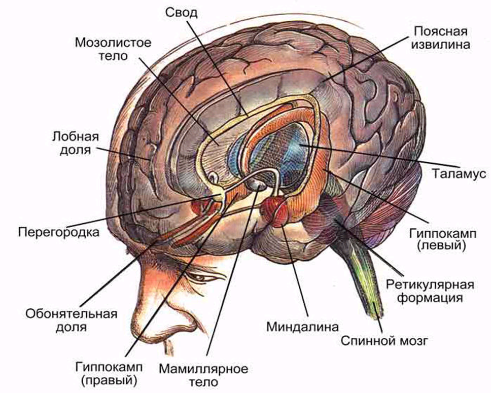 Части лимбической системы [https://studfile.net/preview/7897857/page:5/]