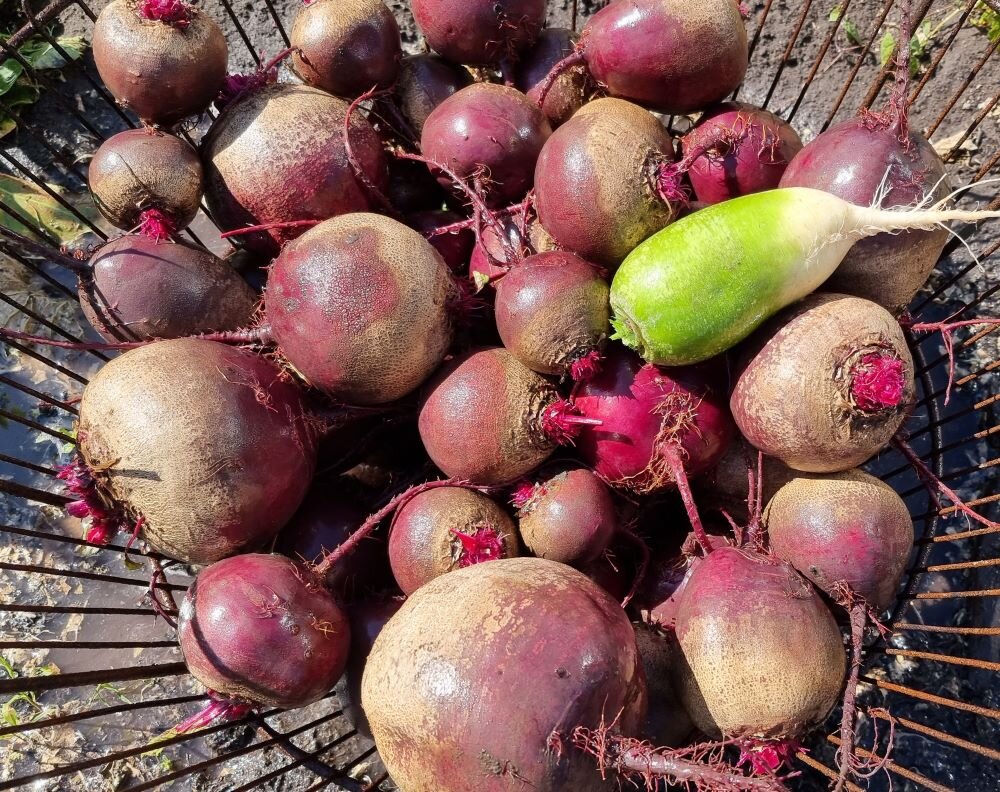 Ранний урожай. Когда убирать свеклу в сентябре 2024 года. Уборка свеклы лукашенко. Когда убирать свеклу в сентябре 2024 года. Когда выкапывать свёклу в сибири.