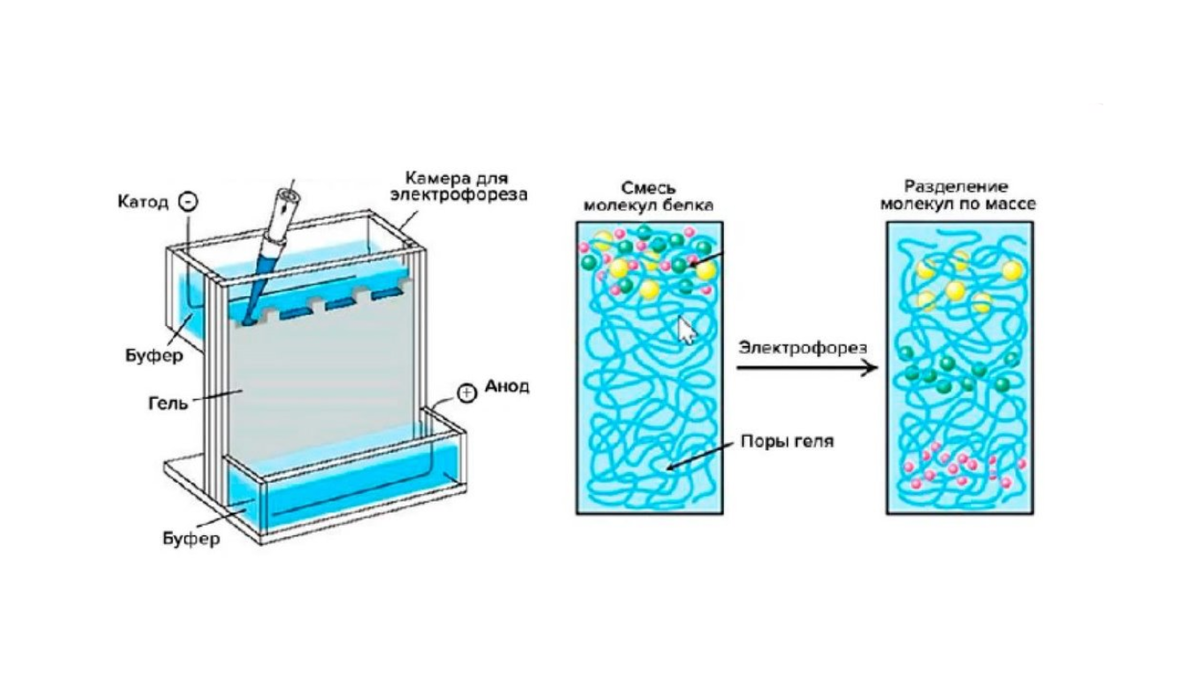 методы биологических исследований егэ биология. методы биологии егэ 2023. биология таблица " метод биологических исследований. методы биологии егэ 2022. методы биологии егэ 2023.
