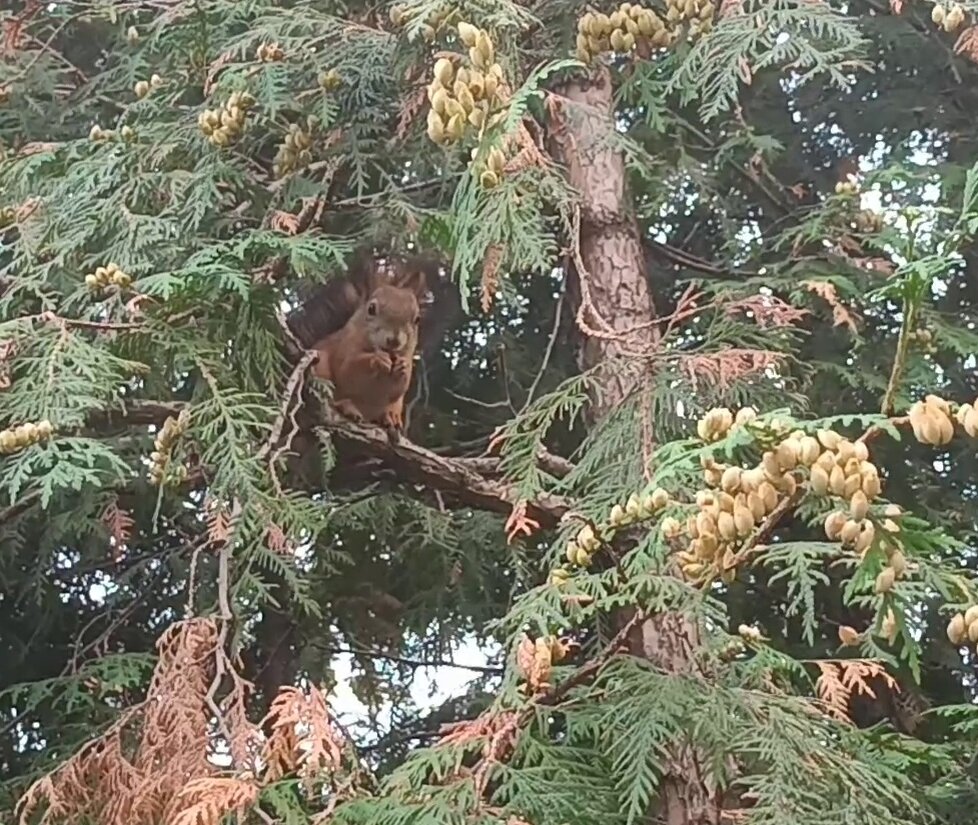 Фото автора. Высоко сижу,далеко гляжу!