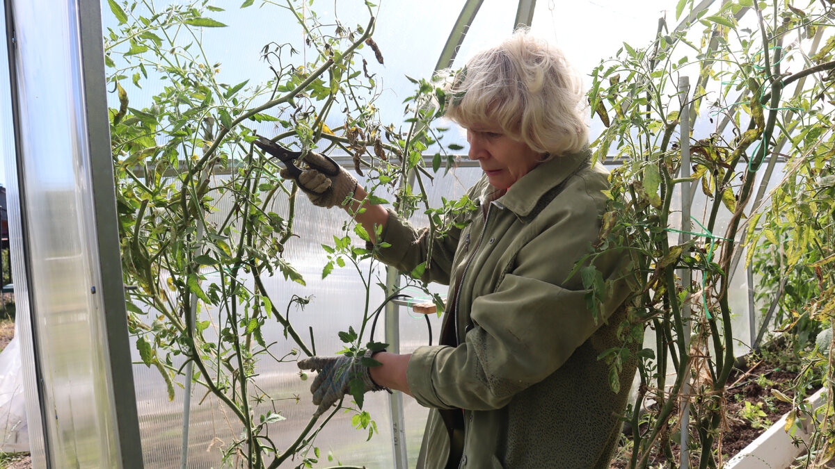 Удаляем старую ботву из теплицы ДЛЯ СЖИГАНИЯ.