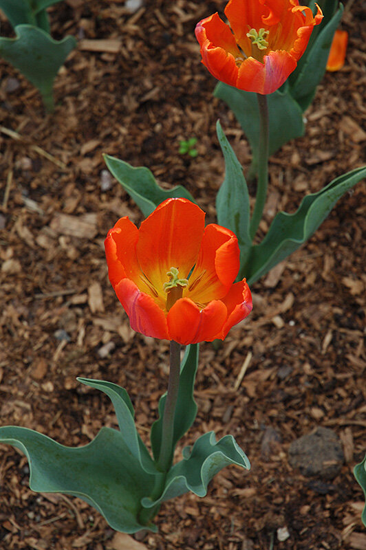 Фото NetPS Plant Finder 
