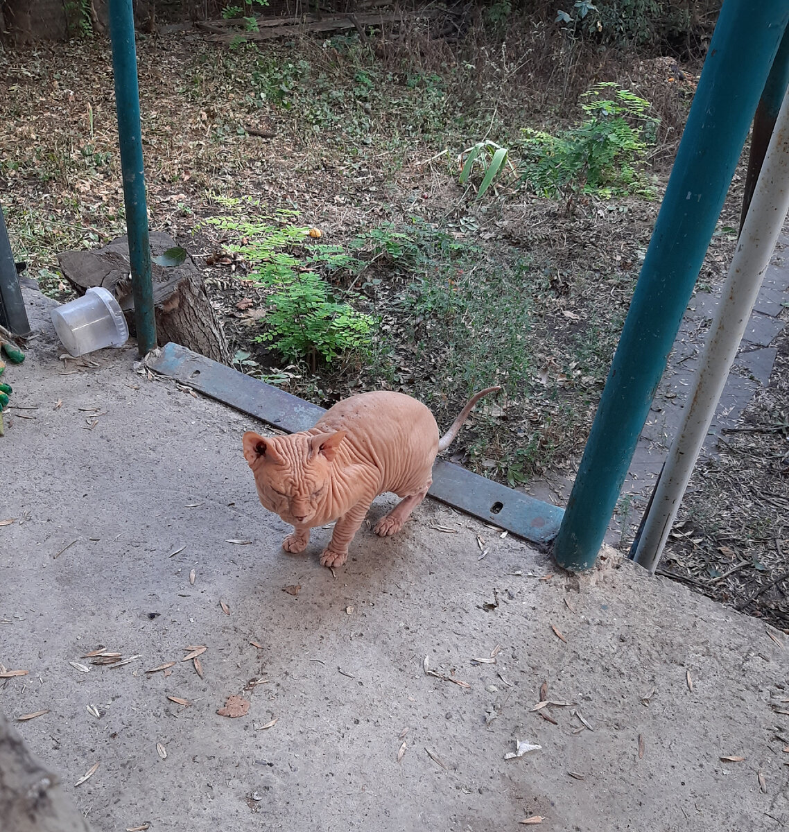 Мой частый гость