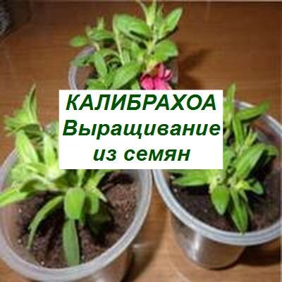 БОЛЕЗНИ И ВРЕДИТЕЛИ КАЛАНХОЭ.