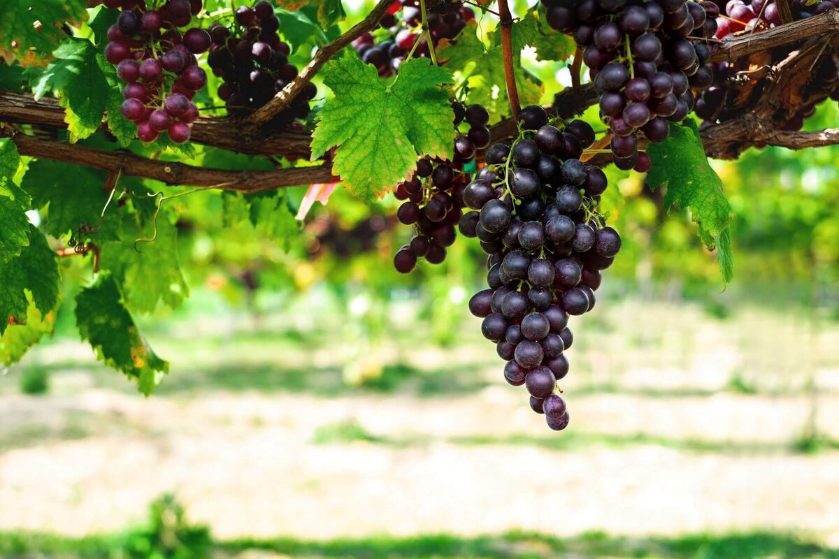 В виде виноградных гроздей. Педро Хименес виноград. Педро Хименес сорт винограда. Виноград неукрывной Альфа. Цоликаури виноград.