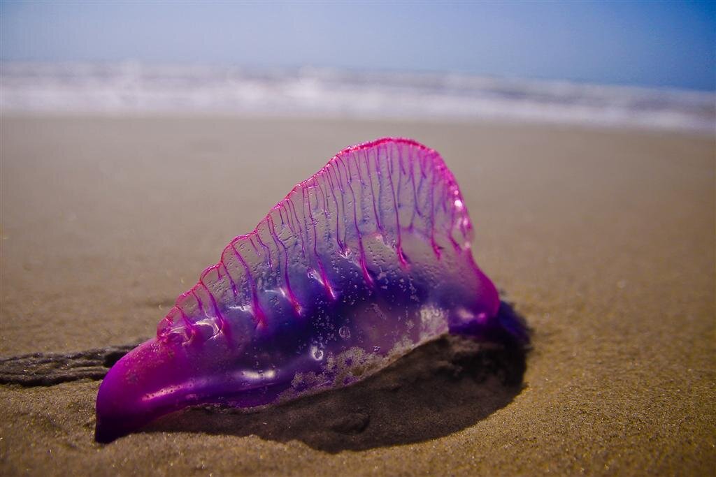 Ядовитое море