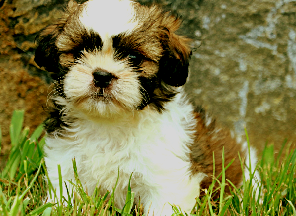 Щенок породы собак ши-тцу