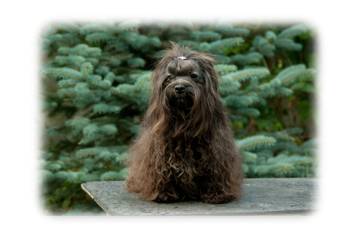 взрослый кобель русской цветной болонки