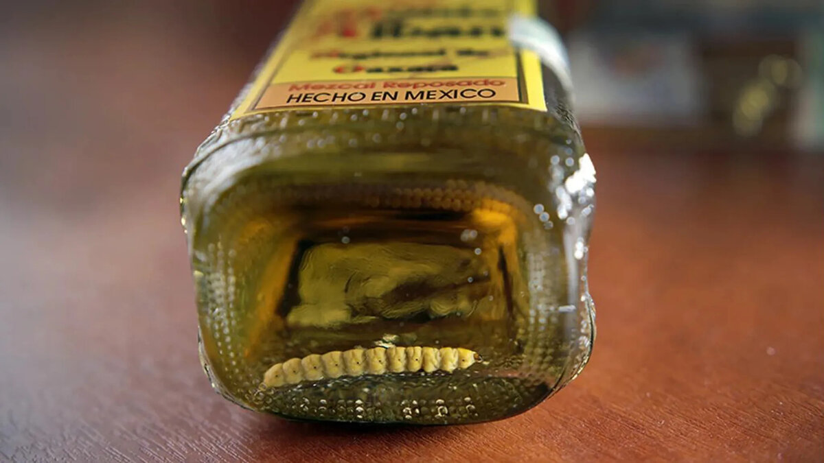 Гусеница в бутылке с мескалем.