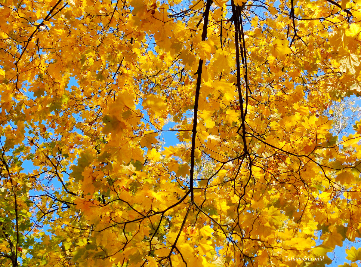 Осень в Гомеле. Беларусь. 17.09.2022 