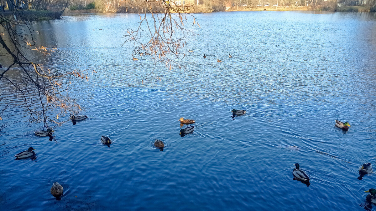 Большой Остафьевский пруд