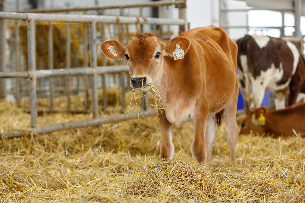 Фото из архива компании Мустанг Технологии Кормления (с)