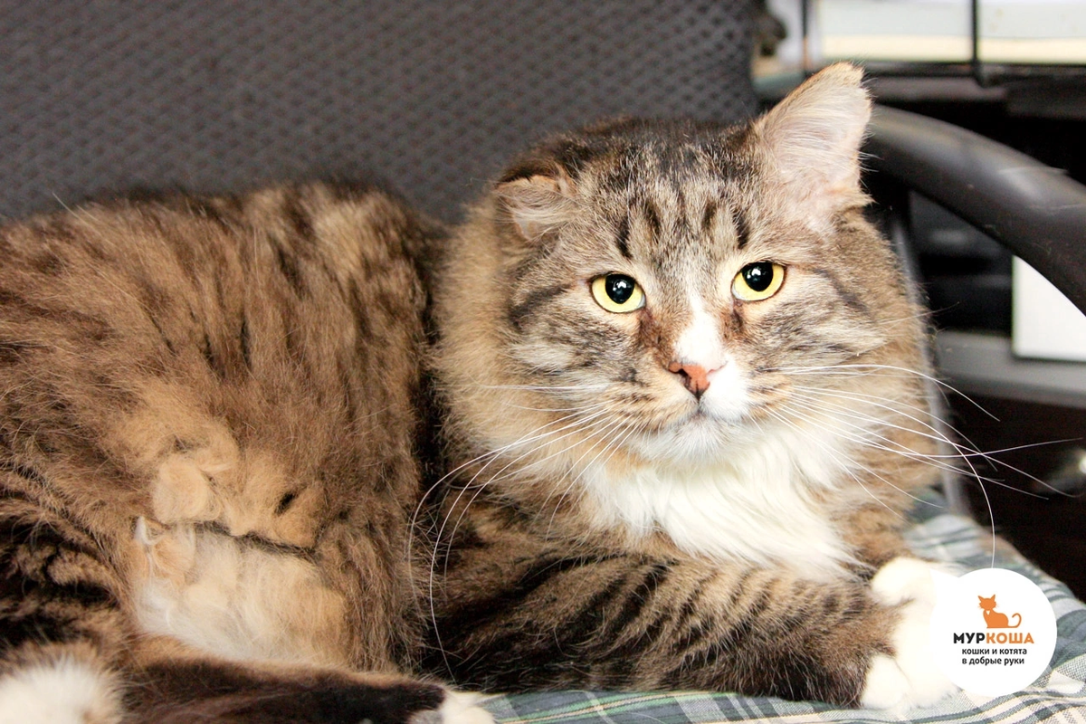 🚹 Курт, 8 лет. Жил на улице, и улица его потрепала. Несмотря ни на что, кот очень ласковый, добрый, подставляет пузо для поглаживаний. Приезжайте знакомиться и подарите Курту ДОМ, которого у него никогда не было… 🥺😿