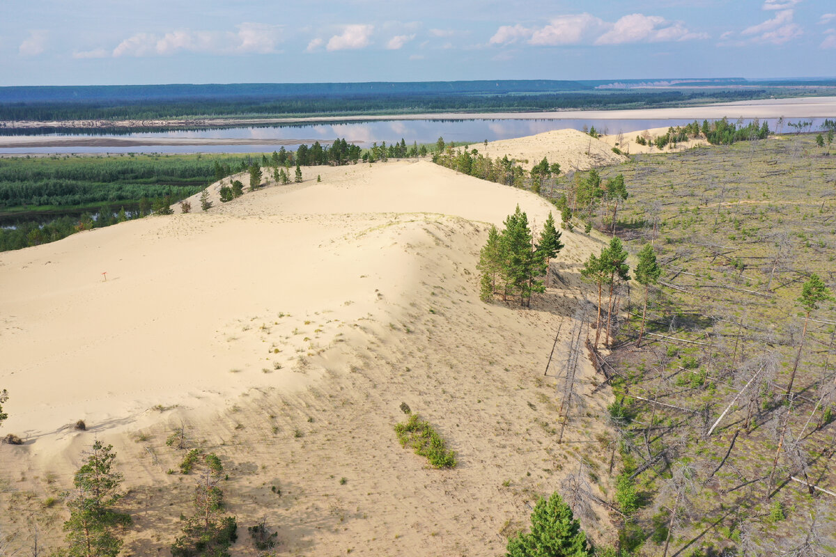 Эмбриональный тукулан. Фото: авторский коллектив ИМЗ СО РАН