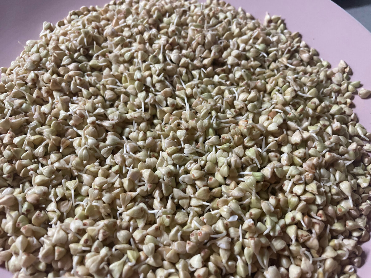 Пророщенная зелёная гречка