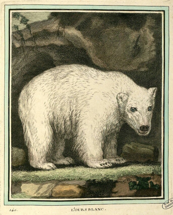 «Лесной белый медведь» по Бюффону (1754).