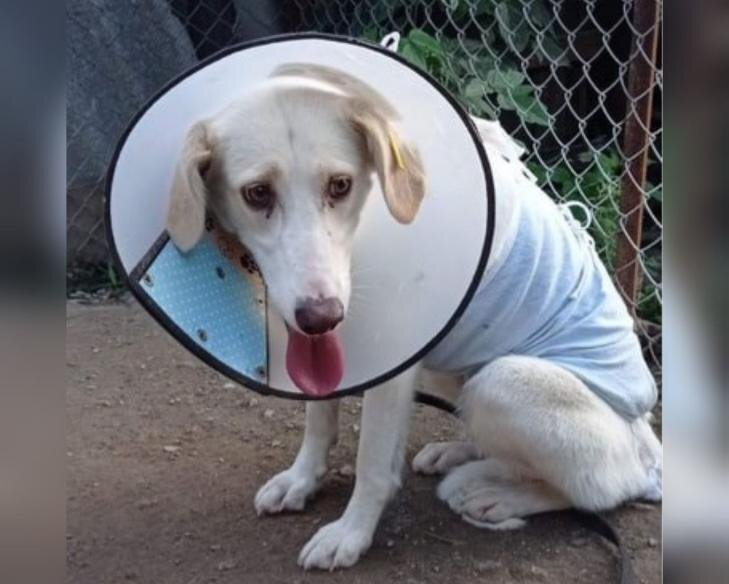    Фото - паблик ВКонтакте «Приюта Академгородка»