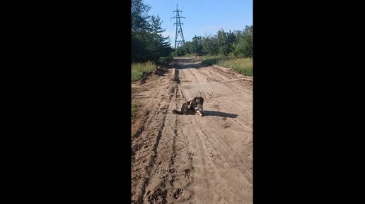 Патрик возвращается