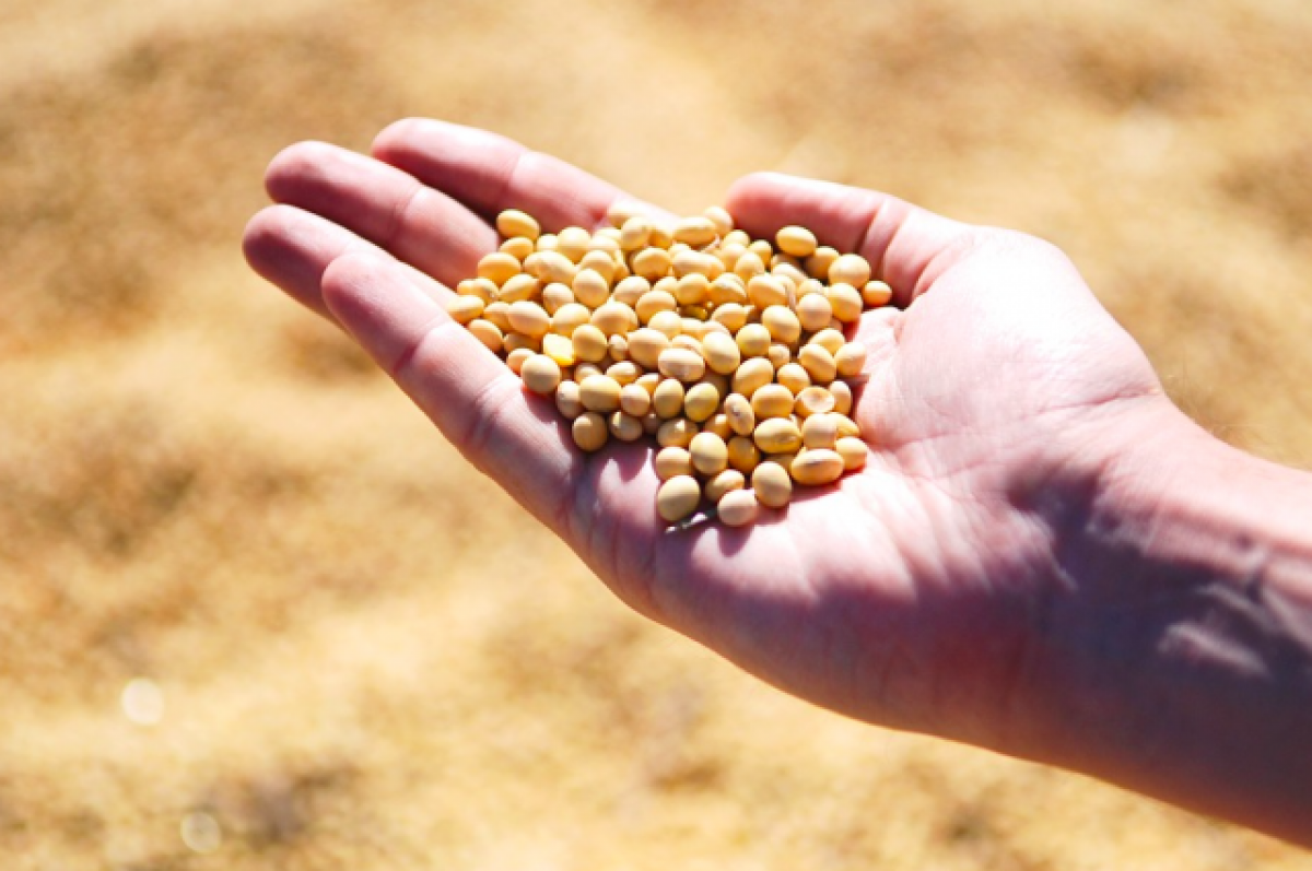    В Прикамье забраковали 3 тысячи тонн сои подозрительного качества