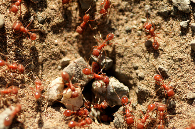    Красный огненный муравей. Фото: istockphoto.com