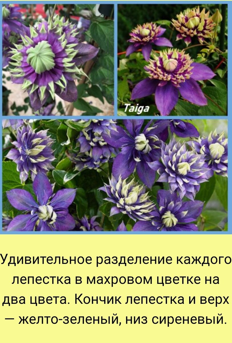 Вот такой изумительный клематис "Тайга" я нашла в интернете. Очень зимостойкий (до -35°С), неприхотливый. Относится к 3 группе. Фото из интернета.