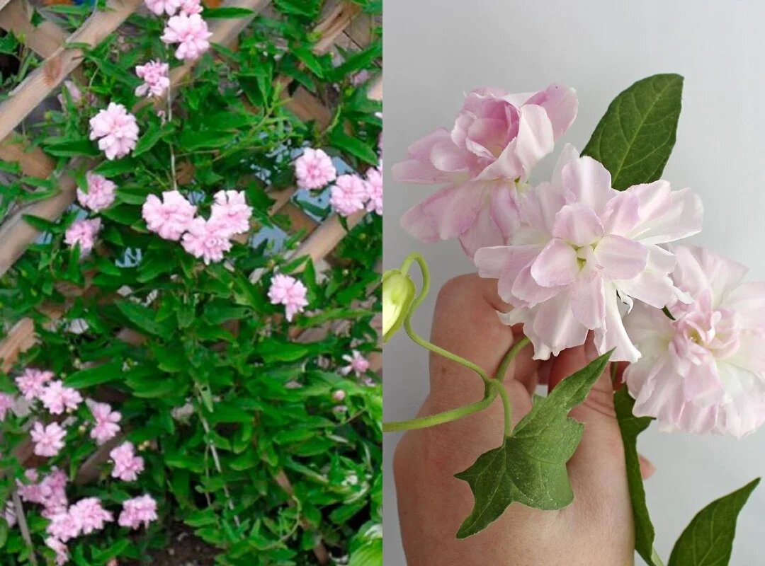 Калистегия плющелистная посадка и уход фото