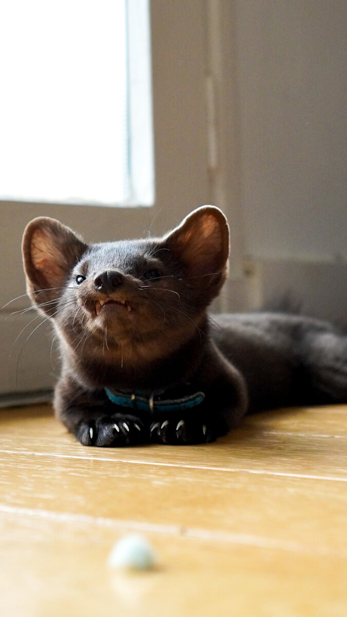 Тсарь Соболь Бадди