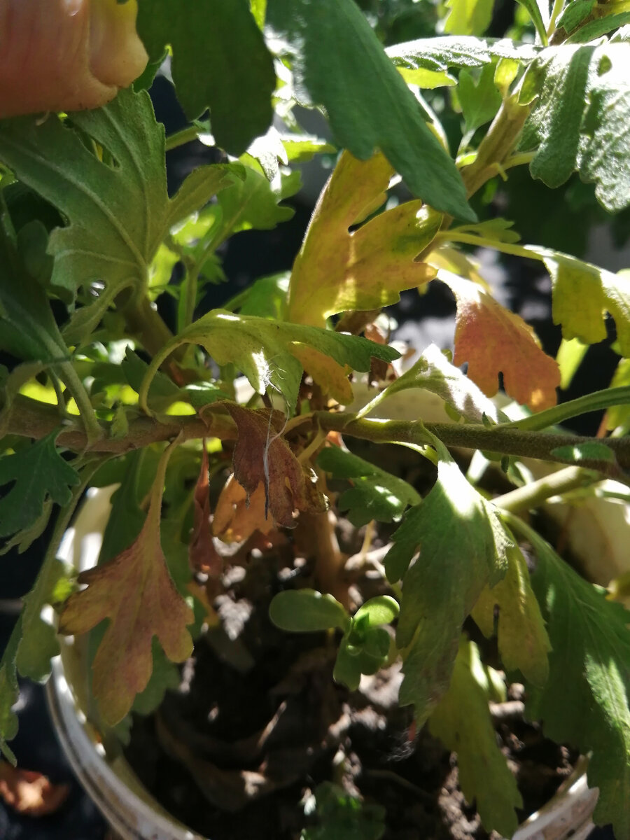 В горшках её особенно мучает жажда. Поливать нужно каждый день