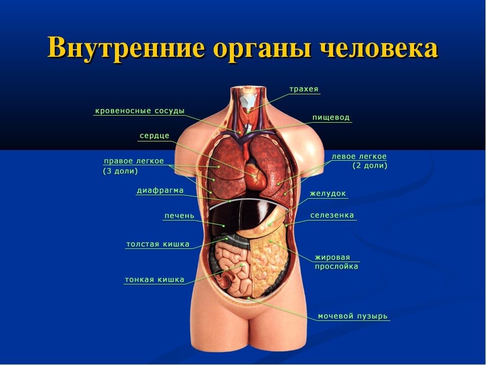 Все изучали в школе анатомию человека. Я тоже. Все мы знаем про сердце, про желудок и другие органы человека. Не знаем про душу. Не знаем где она находится.