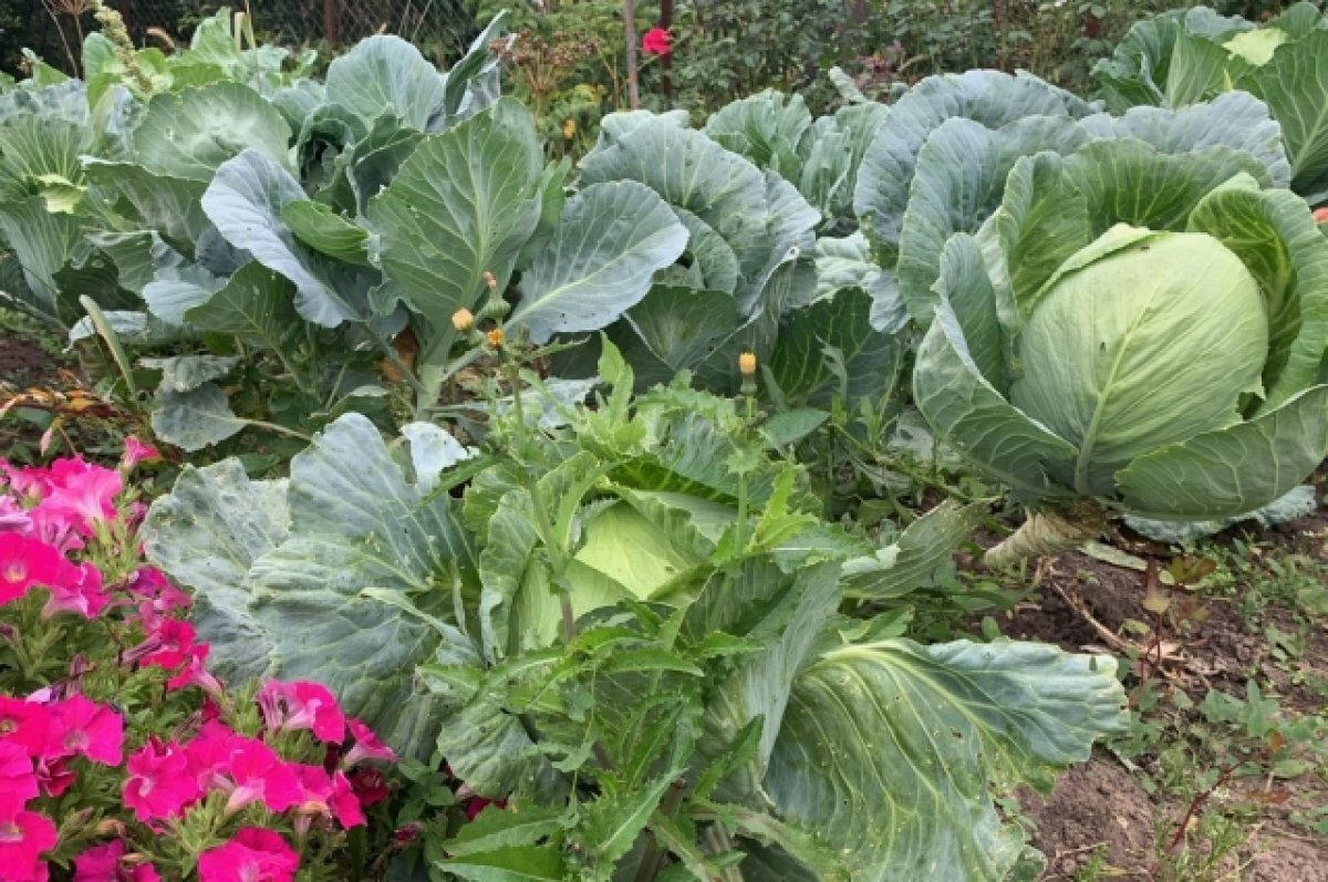    В Новосибирске эксперты дали советы по сбору капусты