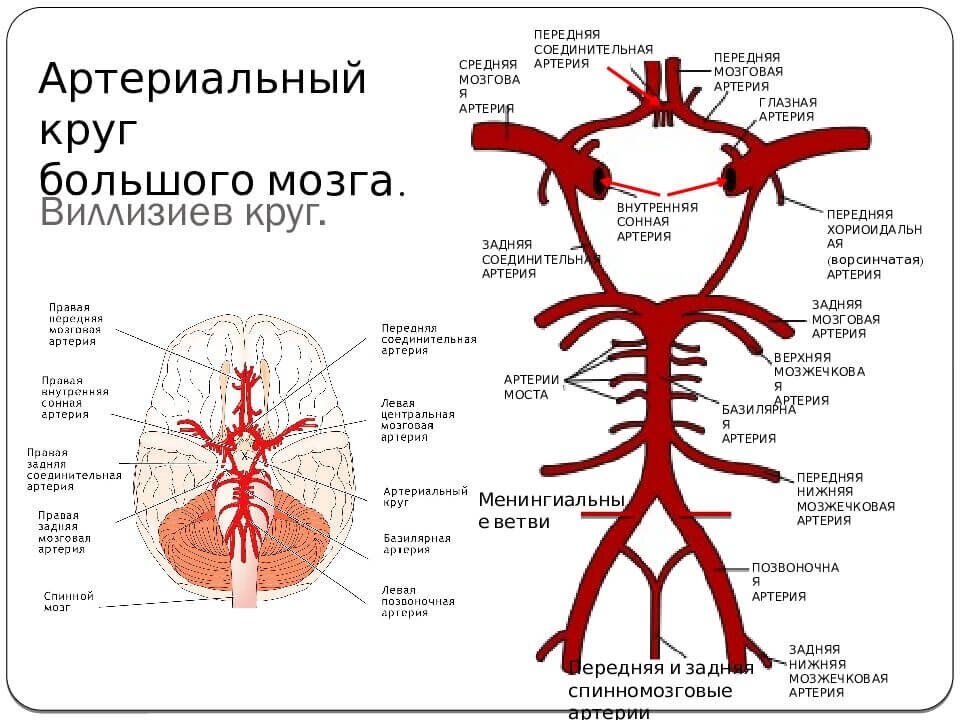 Виллизиев круг при проведении перфузии в крионике | КриоРус