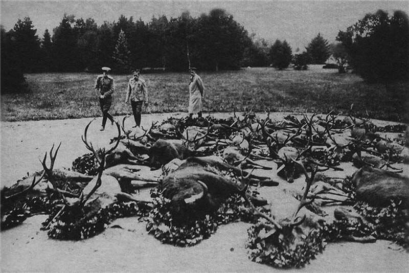 Николай II после охоты в Беловежской пуще осматривает трофеи, 1913 год